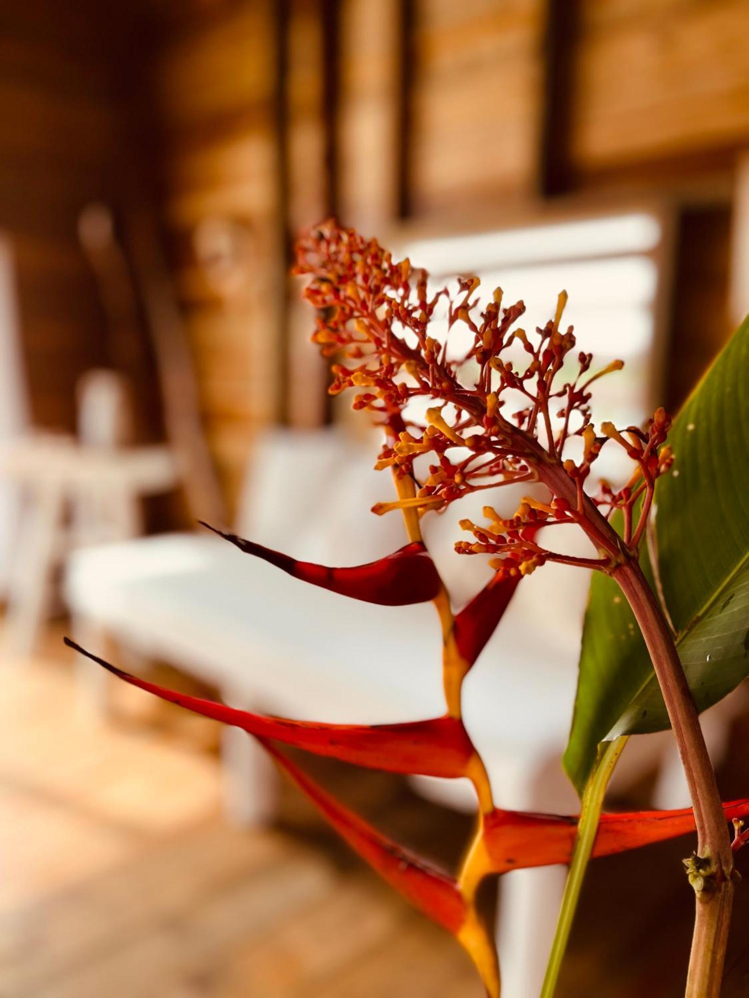 Urraca Monkey Island Eco Resort (Adults Only) Punta Laurel Εξωτερικό φωτογραφία